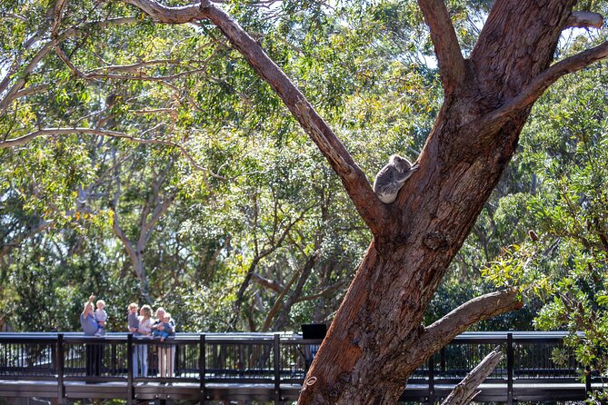 From Sydney: Port Stephens Dolphin, Koalas, Lunch & Sandboarding - The Port Stephens Koala Sanctuary