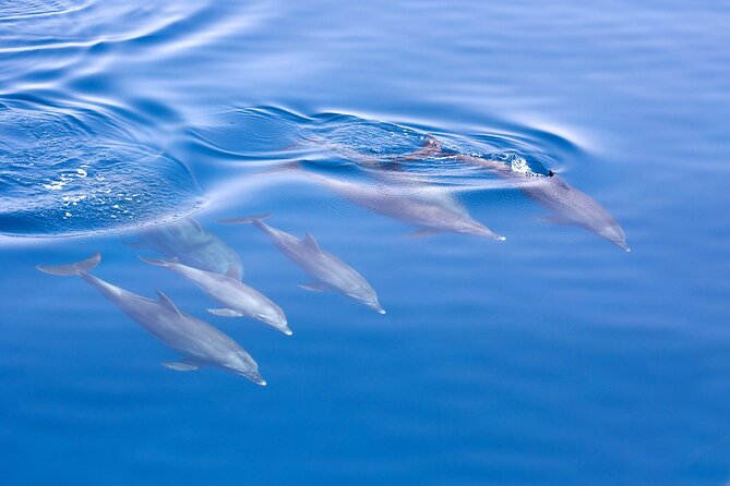 From Sydney: Port Stephens Dolphin, Koalas, Lunch & Sandboarding - What the $142.01 price delivers