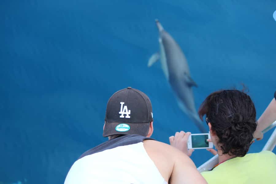 From Tauranga: Dolphin and Wildlife Cruise - Photography tips for this cruise