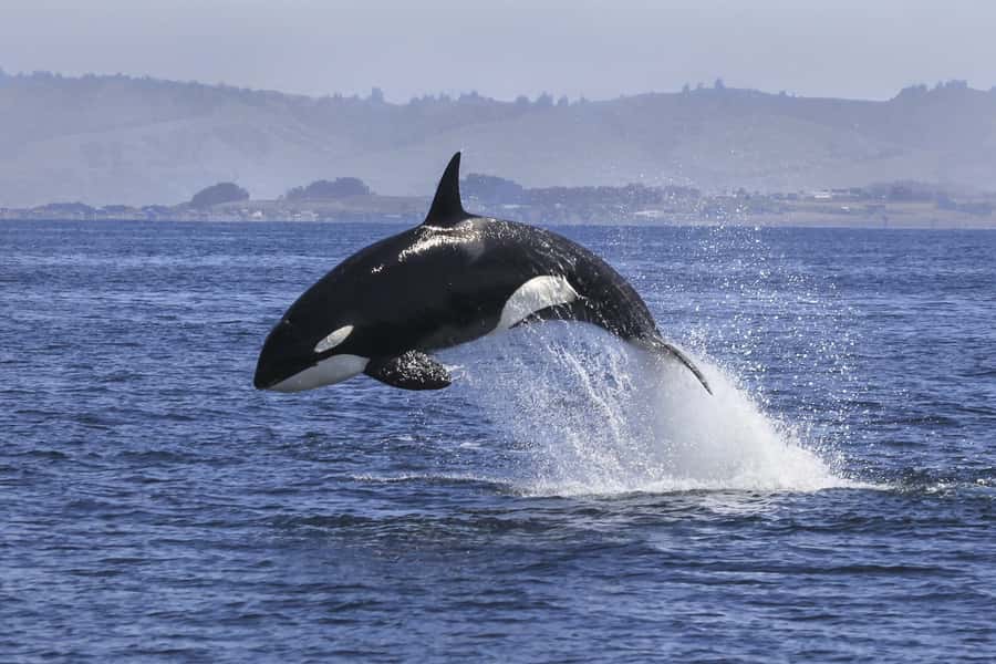 From Tauranga: Dolphin and Wildlife Cruise - Searching the Bay of Plenty for wildlife