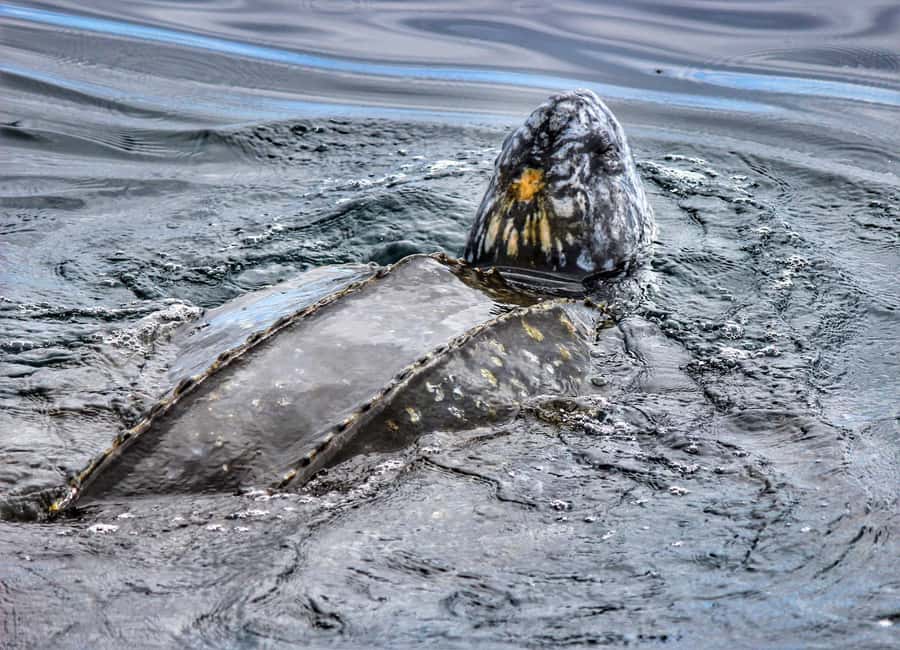 From Tauranga: Dolphin and Wildlife Cruise - The boat, seating, and onboard comfort