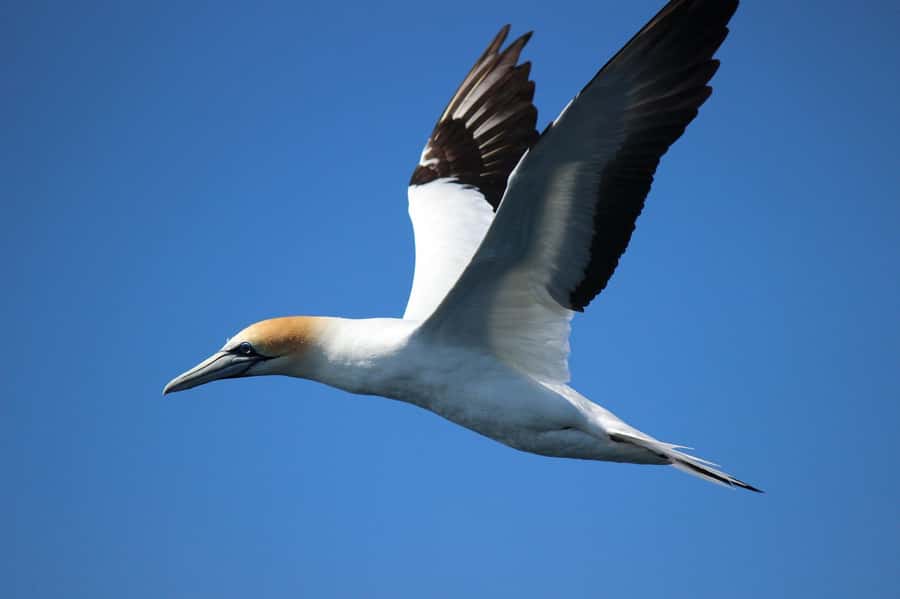 From Tauranga: Dolphin and Wildlife Cruise - How much is $104 worth?