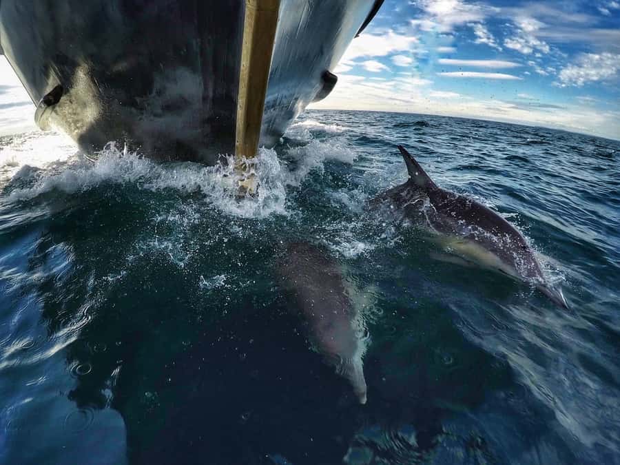 From Tauranga: Dolphin and Wildlife Cruise - The crew and the educational side