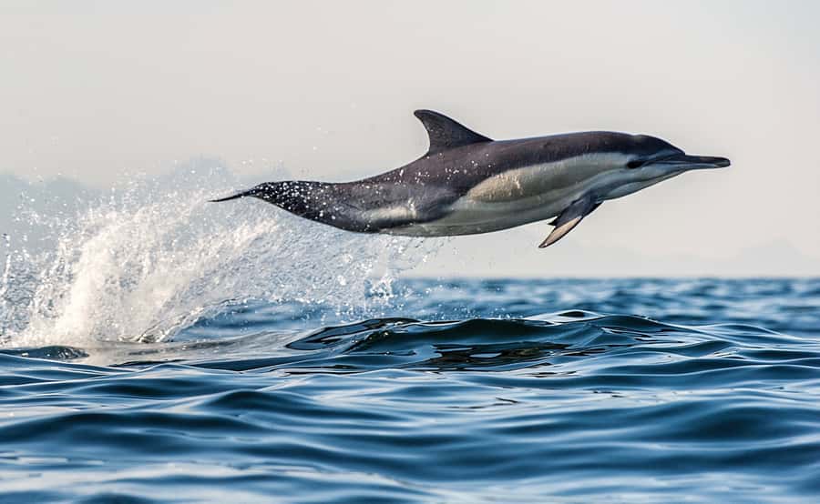 From Tauranga: Dolphin and Wildlife Cruise - Tauranga Harbour, Mauao, and the bridge