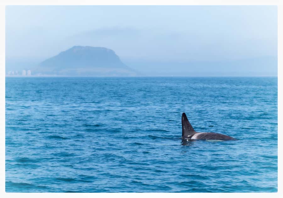 From Tauranga: Half-Day Swimming with Dolphins Tour - Leaving Tauranga for the Bay of Plenty