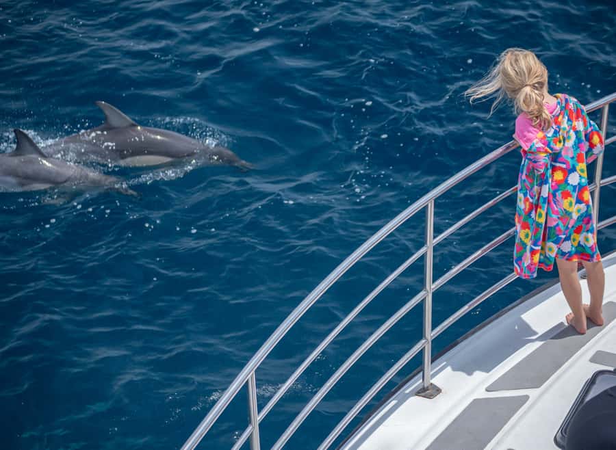 From Tauranga: Half-Day Swimming with Dolphins Tour - When you can actually swim with the dolphins