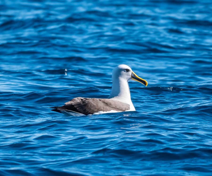 From Tauranga: Half-Day Swimming with Dolphins Tour - The boat ride and sea conditions