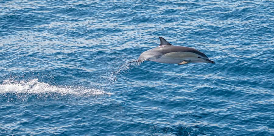 From Tauranga: Half-Day Swimming with Dolphins Tour - What happens when dolphins have babies