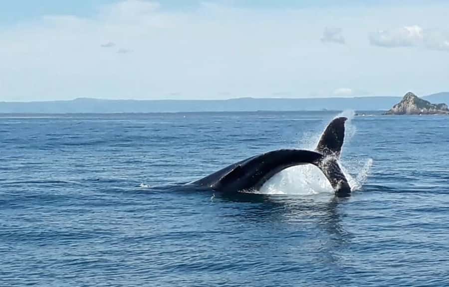 From Tauranga: Half-Day Swimming with Dolphins Tour - Crew, safety, and the human side of the trip