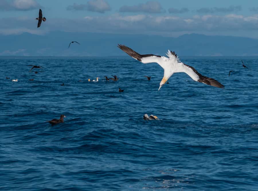 From Tauranga: Half-Day Swimming with Dolphins Tour - Who will enjoy this Tauranga tour most?