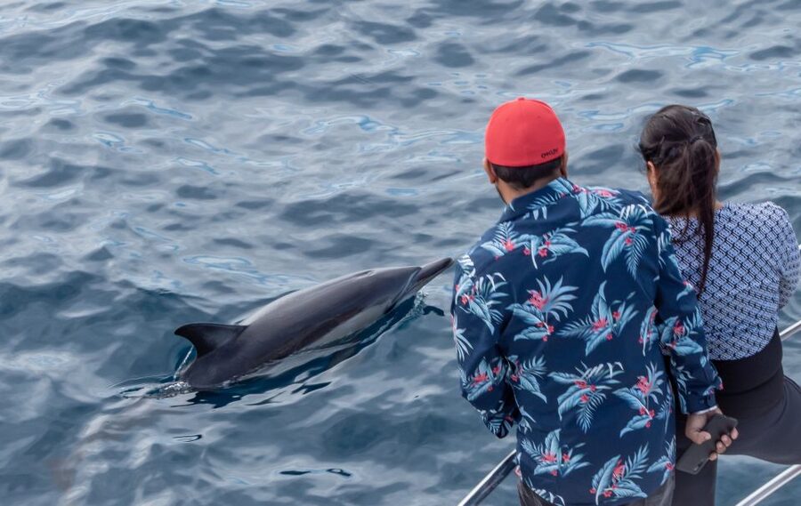From Tauranga: Half-Day Swimming with Dolphins Tour - Practical details for a smoother day