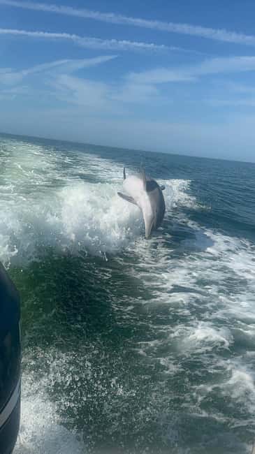 From Treasure Island: Dolphin Watching and Shelling Cruise - Watching dolphins in Tampa Bay’s warm waters