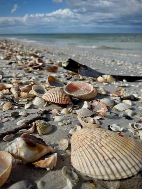 From Treasure Island: Dolphin Watching and Shelling Cruise - What the two-hour route gives you