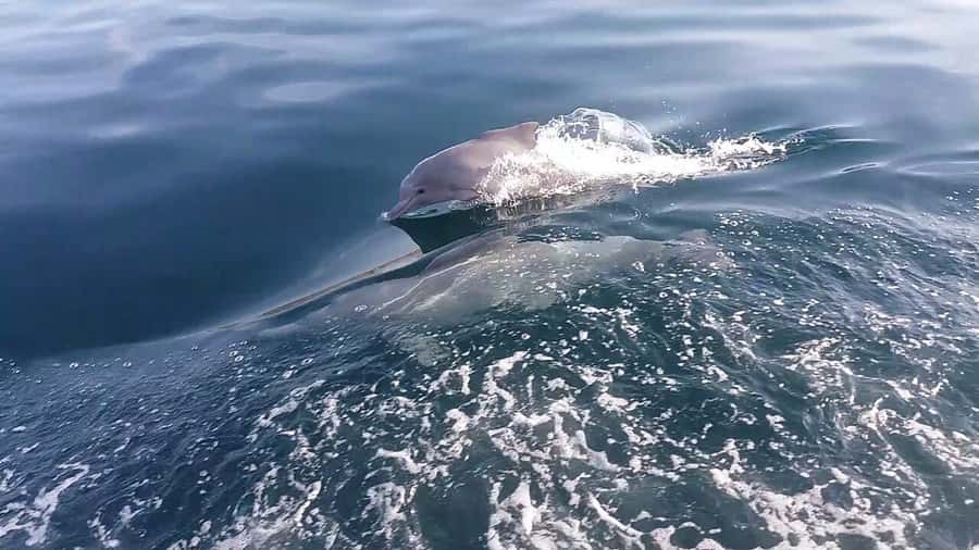 From UAE: Musandam Khasab Dolphin Watching Trip with Lunch - From Dubai to Khasab, the practical part