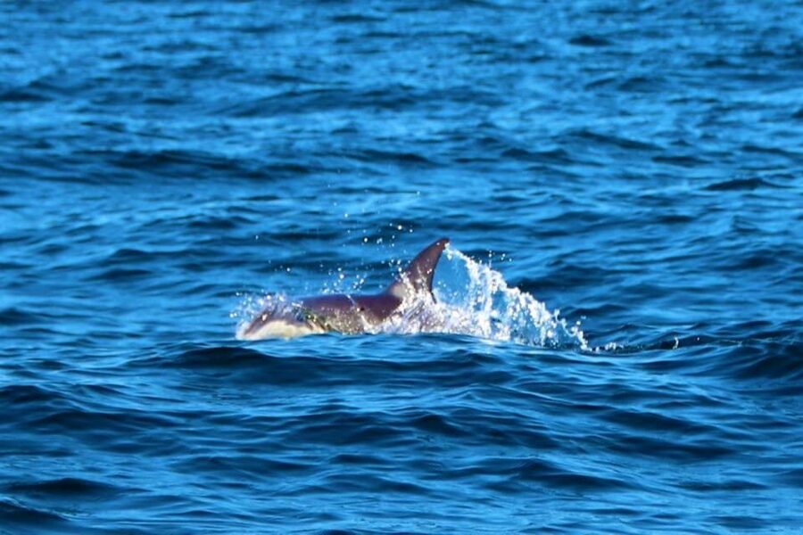 From Vilamoura: 2.5-Hour Benagil Cave and Dolphins Boat Tour - Is $53 good value for 2.5 hours?