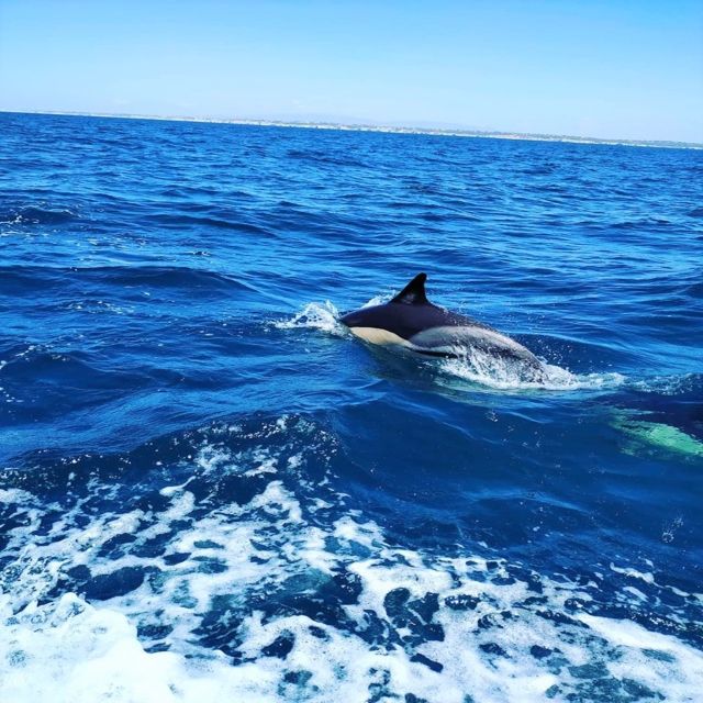 From Vilamoura: 2.5-Hour Benagil Cave and Dolphins Boat Tour - The Algarve coast between Vilamoura and Benagil