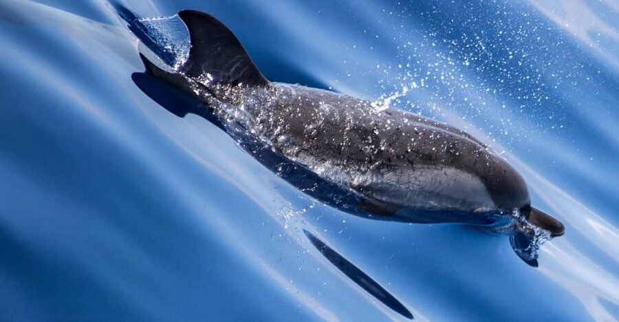 From Villefranche-sur-Mer: Guided Dolphin-Watching Tour - Key points to know before you book