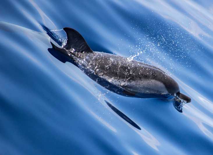 From Villefranche-sur-Mer: Guided Dolphin-Watching Tour - Meeting the boat beside Villefranche’s ferry terminal