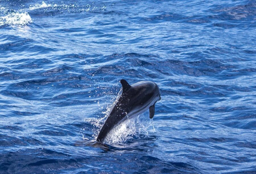 From Villefranche-sur-Mer: Guided Dolphin-Watching Tour - The four-hour rhythm: patience, sea air, and uncertainty