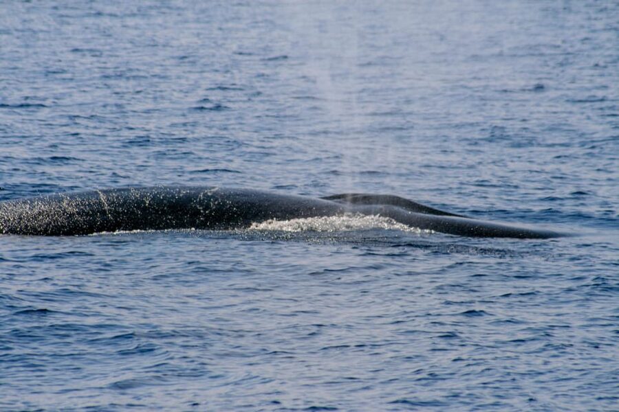 From Villefranche-sur-Mer: Guided Dolphin-Watching Tour - What the praise tells you about the experience