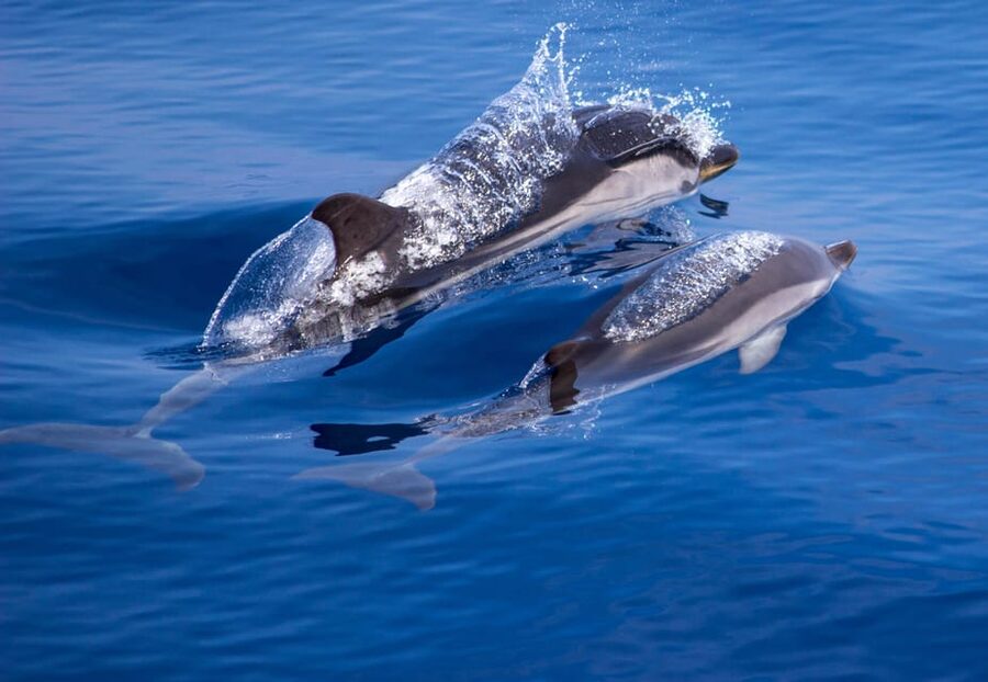 From Villefranche-sur-Mer: Guided Dolphin-Watching Tour - Who will enjoy this most