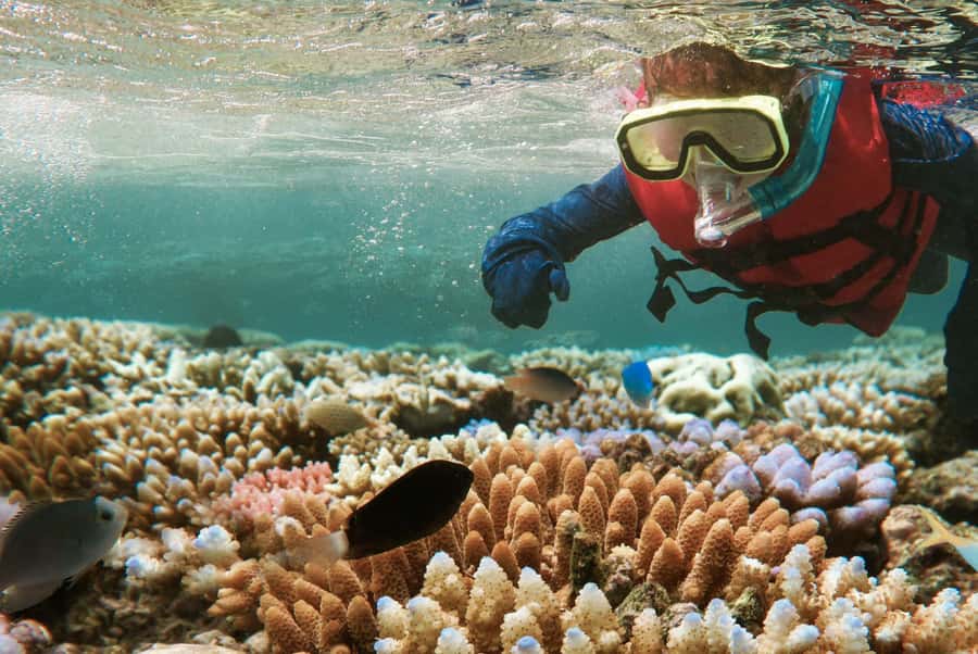 From Zanzibar: Mnemba Boat Tour with Snorkeling & Dolphine - Key points before you book
