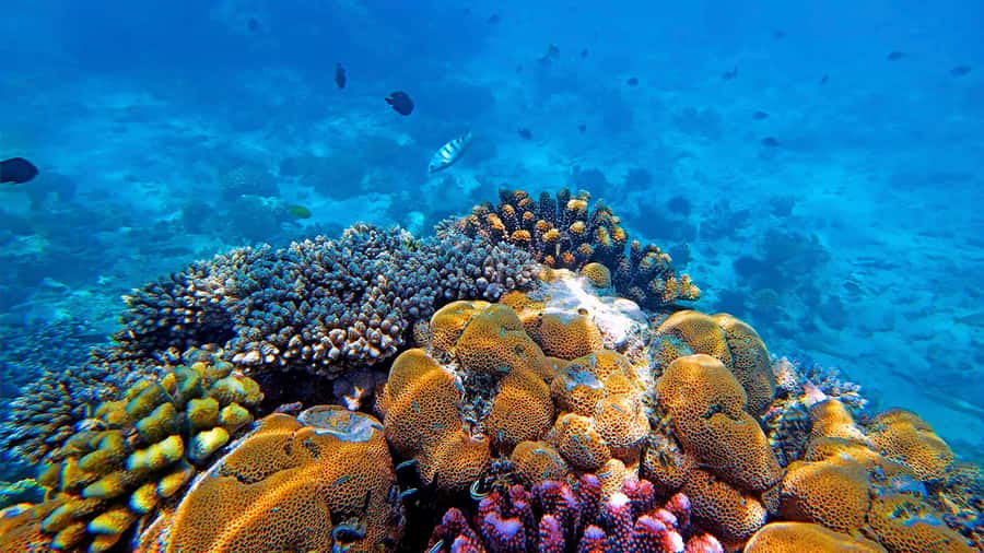 From Zanzibar: Mnemba Boat Tour with Snorkeling & Dolphine - Who will enjoy this Mnemba trip most?