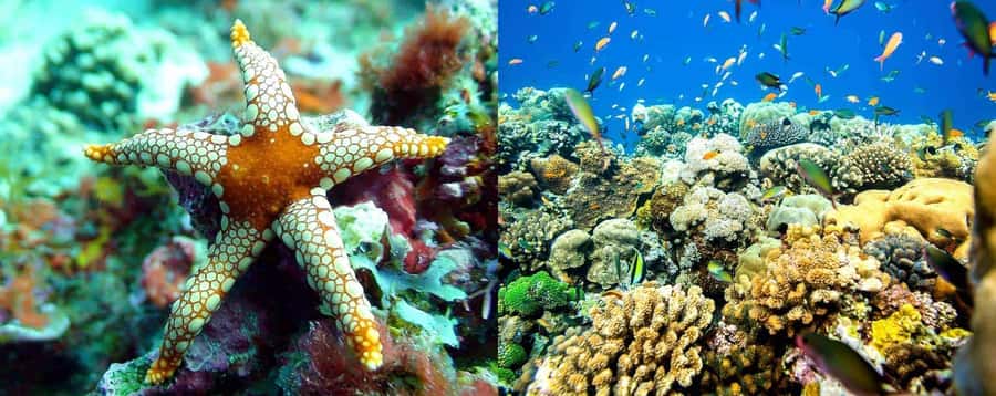 From Zanzibar: Mnemba Boat Tour with Snorkeling & Dolphine - FAQ