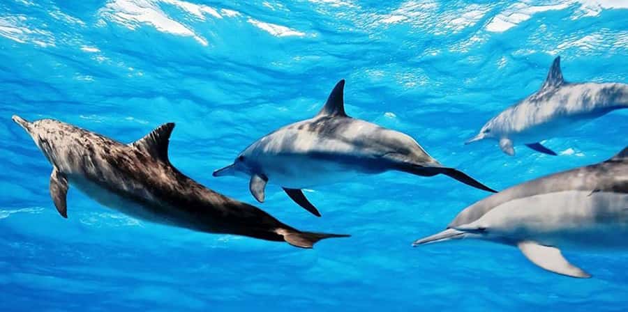From Zanzibar: Mnemba Boat Tour with Snorkeling & Dolphine - The dolphin stop: exciting, but ethically complicated