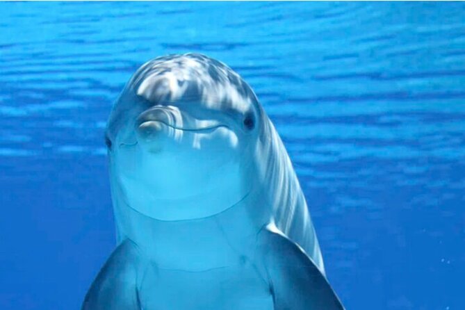 Ft Myers Beach 2 Hour Tiki Pub Fun in the Sun Dolphin Cruise - Key points to know before you go