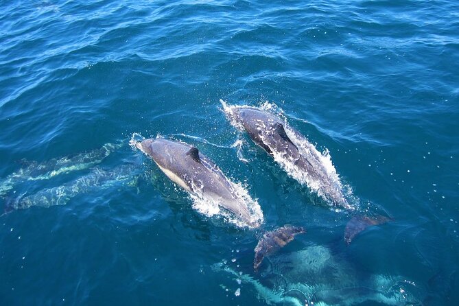 Ft Myers Beach 2 Hour Tiki Pub Fun in the Sun Dolphin Cruise - BYOB rules, snacks, and what to pack