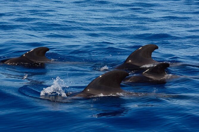 Ft Myers Beach 2 Hour Tiki Pub Fun in the Sun Dolphin Cruise - Wildlife watching without false promises
