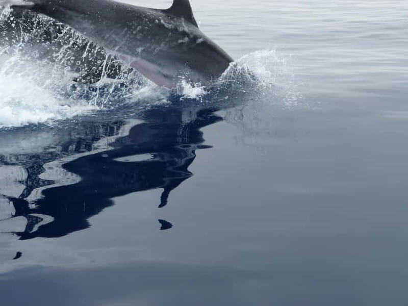 Fuengirola : 2 hours LUXURY Yacht Dolphin Trip DRINKS SNACKS - Key things to know before sailing