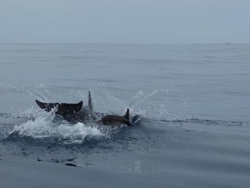 Fuengirola : 2 hours LUXURY Yacht Dolphin Trip DRINKS SNACKS - Looking for dolphins in open water
