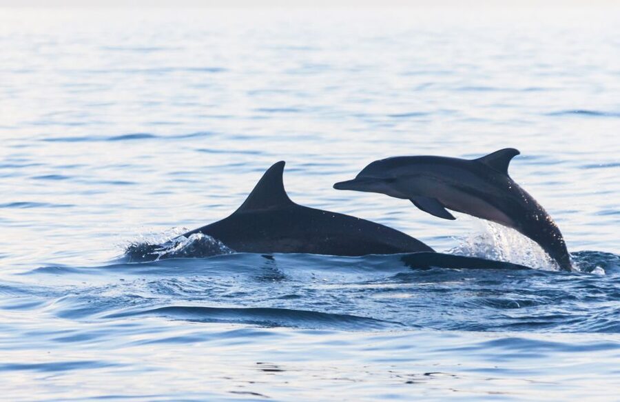 Fuengirola : 2 hours LUXURY Yacht Dolphin Trip DRINKS SNACKS - Drinks, snacks, and the luxury feel
