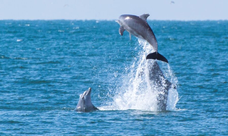 Fuengirola : 2 hours LUXURY Yacht Dolphin Trip DRINKS SNACKS - The crew makes the difference