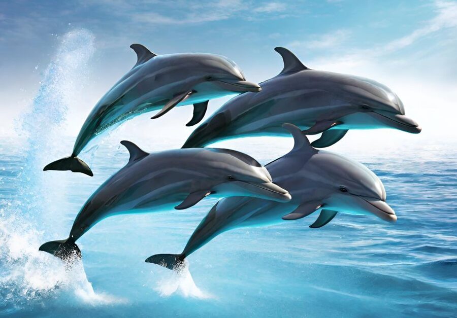 Fuengirola : 2 hours LUXURY Yacht Dolphin Trip DRINKS SNACKS - Should you book the dolphin yacht trip?