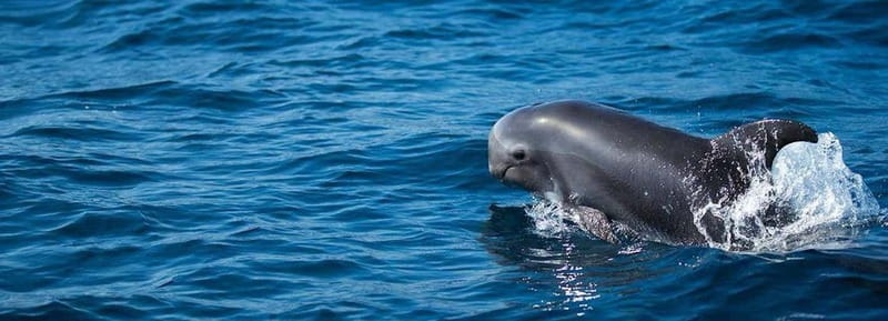 Fuerteventura: Dolphin watching and Lobo Island Combo Cruise - Quick points before you book
