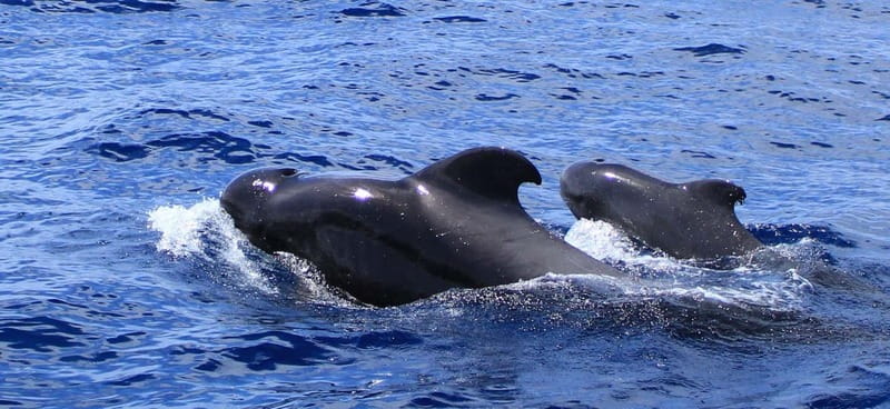 Fuerteventura: Dolphin watching and Lobo Island Combo Cruise - Isla de Lobos and the turquoise-water stop