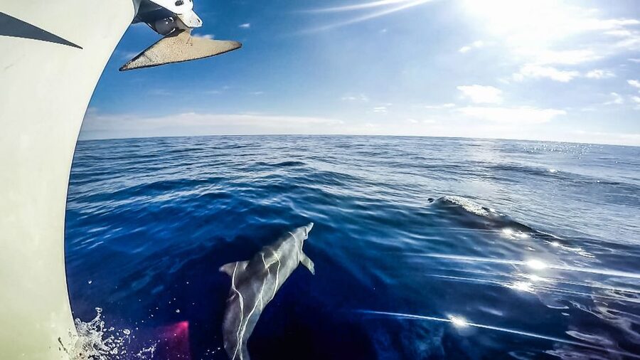 Fuerteventura: Sailing with Snorkeling and Dolphin Watching - Tapas, local flavors, and drinks on deck