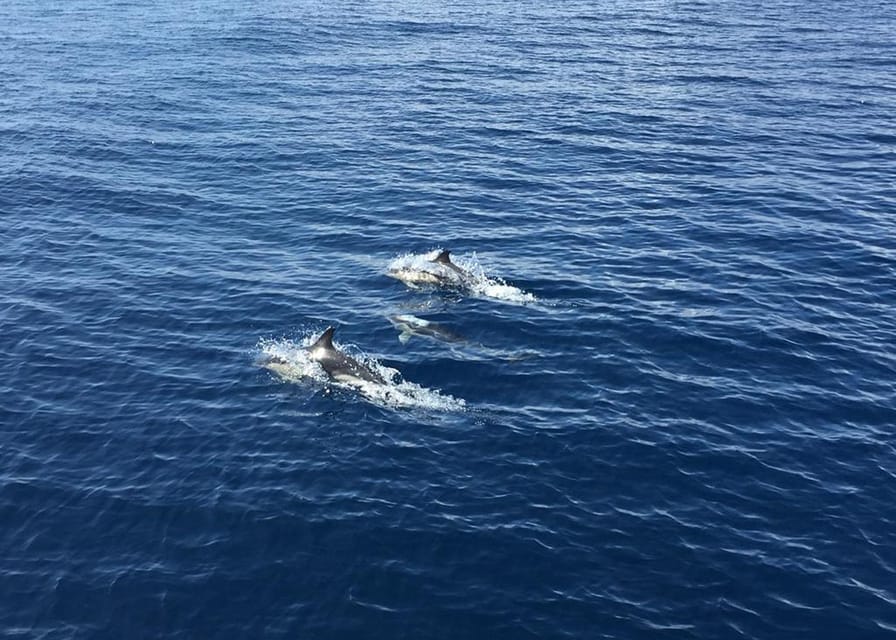 Fuerteventura: Whale & Dolphin Watching Boat Tour with Guide - Setting off between Fuerteventura and Lanzarote