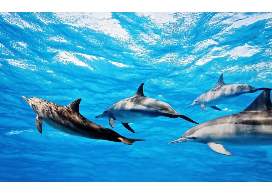 Fuerteventura: Whale & Dolphin Watching Boat Tour with Guide - The view from the water