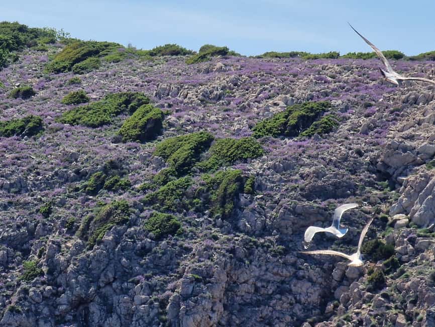 Full day boat-trip Medulin, blue Cave, Cres + dolphin search - Starting at Medulin Harbour at 8:30