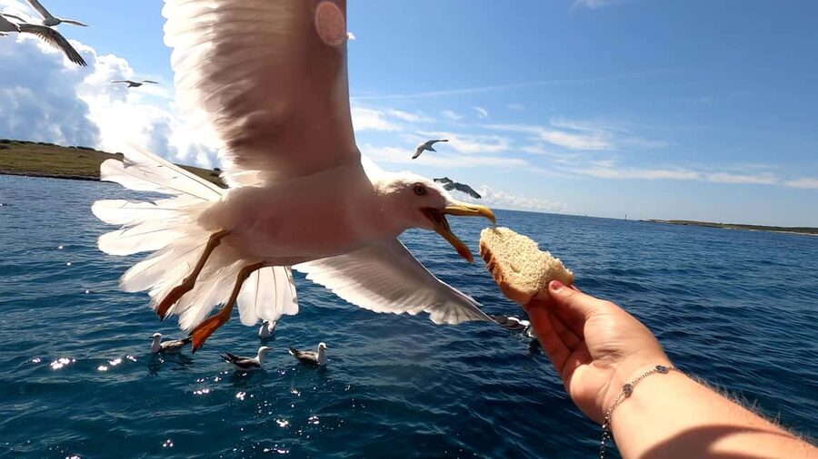 Full day boat-trip Medulin, blue Cave, Cres + dolphin search - Two hours to explore Cres Town