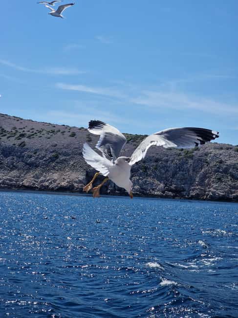 Full day boat-trip Medulin, blue Cave, Cres + dolphin search - Swimming at Plava Grota, the Blue Cave