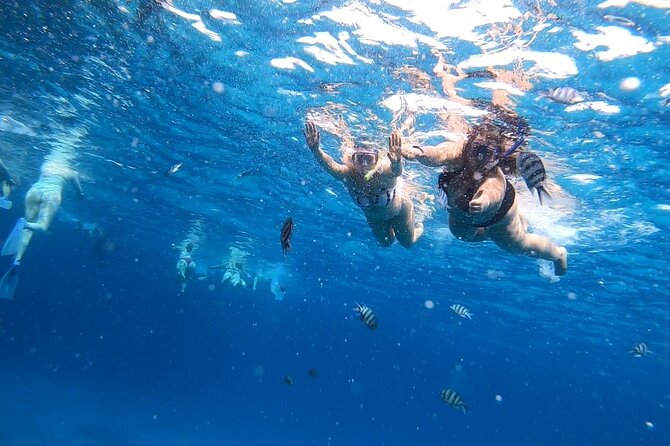 Full-day Dolphin House And Swim With Dolphin - Two 45-minute snorkeling stops