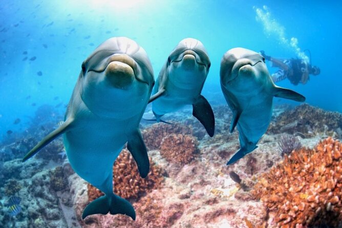 Full-Day Dolphin House from Hurghada - Key points about the Dolphin House boat trip