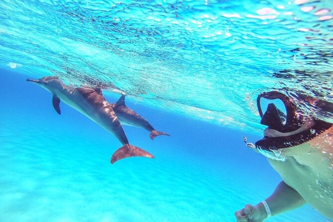 Full-Day Dolphin House from Hurghada - Setting out from Hurghada before the heat