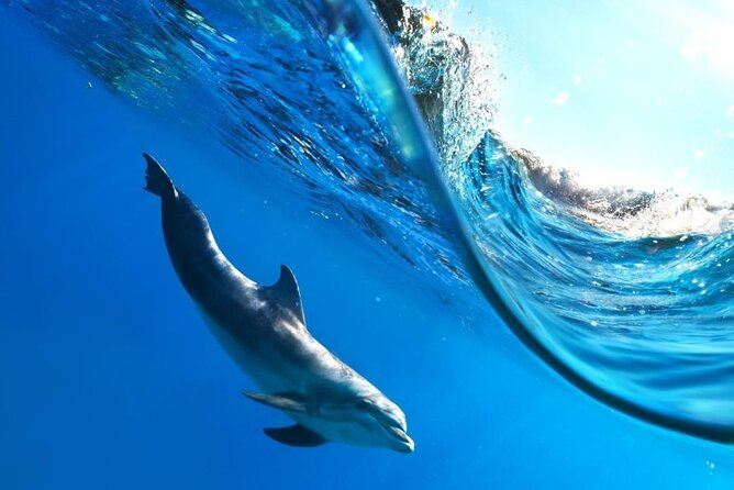 Full-Day Dolphin House from Hurghada - Weather, cancellation, and sensible booking advice
