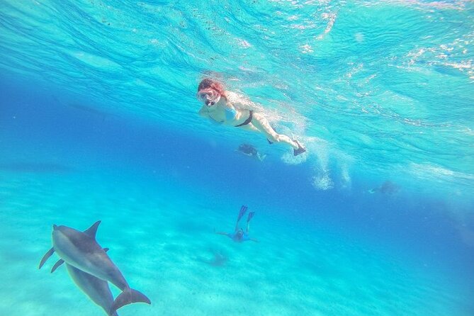 Full-Day Dolphin House from Hurghada - Reaching Dolphin House and looking for wild dolphins